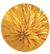 Sonnenblume